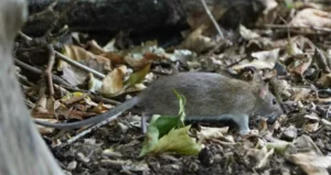 Brown rat walking through dead leaves on the ground