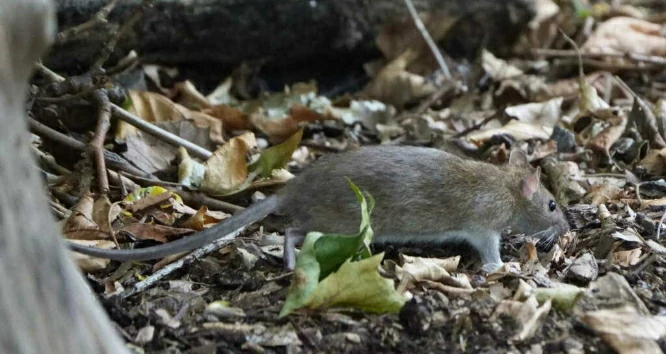Brown rat walking through dead leaves on the ground