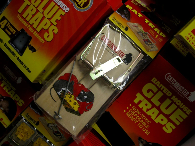 Glue traps and snap traps for rats and mice on display in a store