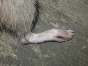 Leg of a Brown rat