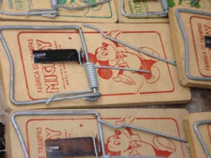 Many wooden snap traps next to each other on th floor