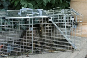 Racoon trapped in a Havahart 1025 cage trap