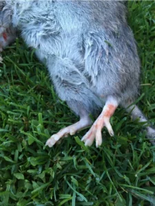 The back legs of a dead Brown rat