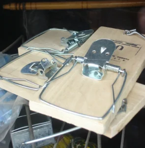 Three wooden snap traps on top of each other in storage