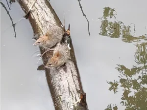 Two Brown rats resting on a log after swimming