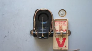 Victor Snap Trap bolted with heavy lock for catching big rats