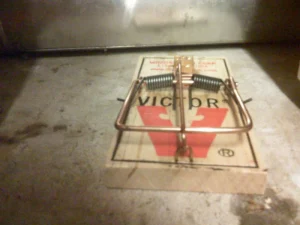 Victor Snap Trap set in basement
