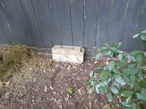 Wooden tunnel rat trap next to a fence