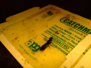 A Beetle trapped on a yellow plastic glue board