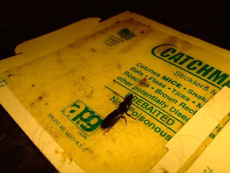 A Beetle trapped on a yellow plastic glue board
