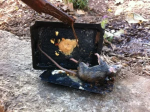 A dead rat being removed from a glue trap outdoors