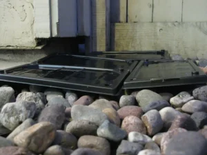 Four black glue traps on the ground outside a building