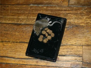Mouse trapped on a black glue trap on a brown wooden floor