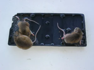 Three mice trapped on a black glue board also called a glue trap