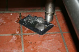 Two dead mice in a black glue trap on a floor with brown ceramic tiles