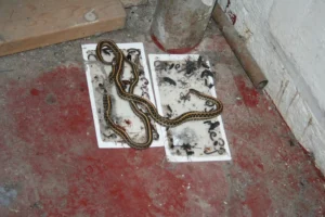 Two garter snakes trapped in a white glue trap on a red concrete floor