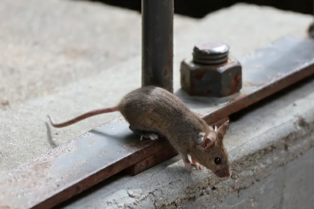 House mouse jumping over a steel bar