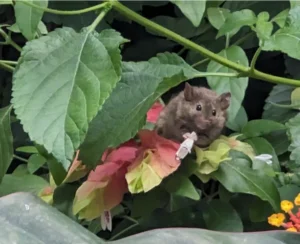 House mouse on a shrub with green leaves and red flowers
