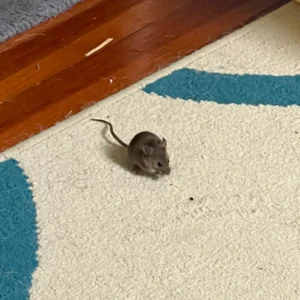 House mouse on a white carpet
