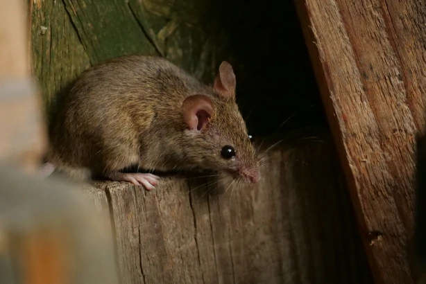 House mouse on a wooden fence