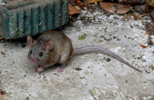 House mouse on concrete pavement in the backyard