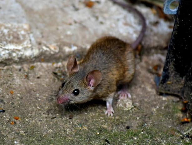 House mouse on concrete pavement with lots of algae 0