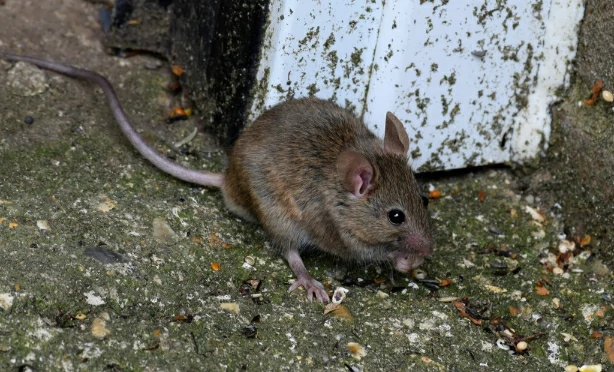 House mouse on concrete pavement with lots of algae
