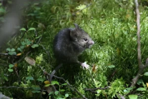 House mouse on green vegetation