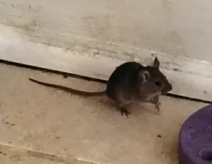 House mouse on the floor next to a white wall