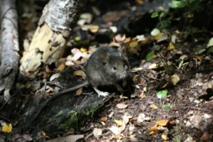 House mouse on the ground in a wooded area with lots of wet decaying vegetation