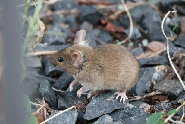 House mouse walking on black stones outdoors