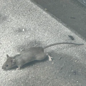 House mouse walking outside
