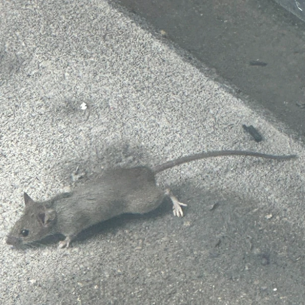House mouse walking outside