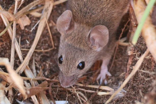 House Mouse on brown soil with dry grass
